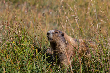 Marmot posing in the grass on sunny day