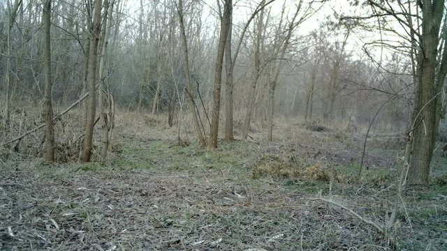 Fox (Vulpes vulpes) smells and eats in a wood in the night. Wildlife FullHD 1080p video.
