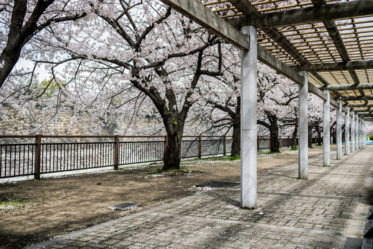 Park path with sakura trees
