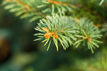 Green fluffy fir tree brunch close up