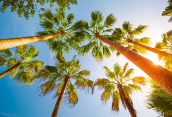 Photo sur Plexiglas Palmier palmiers