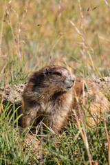 Marmot posing in the grass on sunny day