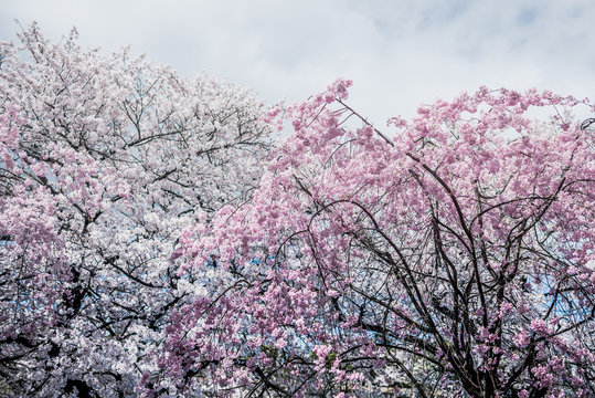 Sakura trees