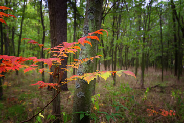 Falls Beauty nature scene. Autumnal Park, Autumn Trees, Autumn forest in Seasonal nature