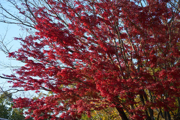紅葉