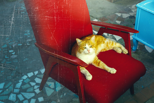Red Cat Is Sitting On A Red Armchair, Toned And Scratches. Pets Concept