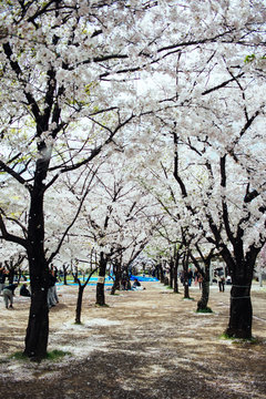 Park path with sakura trees