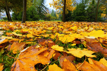 Autumn in the forest with yellow falling leaves