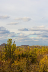 yellow autumn trees in evening sunlight