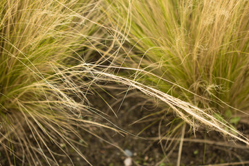 Ornamental grass background.