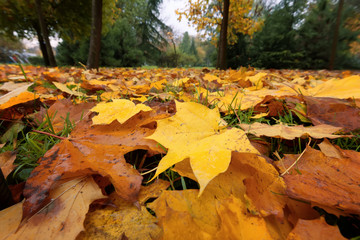 Autumn in the forest with yellow falling leaves