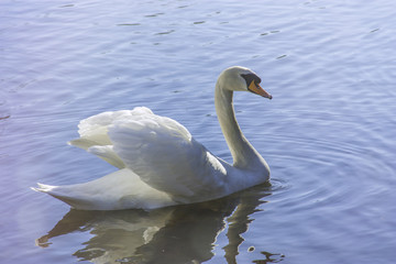 White swan in the foggy lake