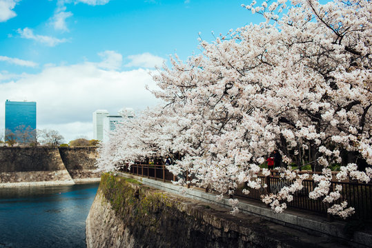 View of sakura trees