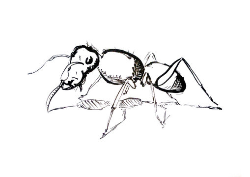 Ant Drawing