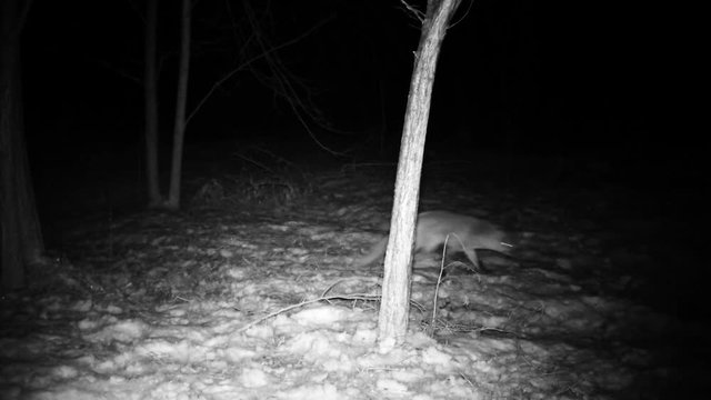 Fox (Vulpes vulpes) smells and eats in a wood in the night. Wildlife FullHD 1080p video.