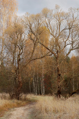 Autumn trees and frozen grass in a countryside