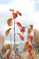 Little plants with red leaves covered with frost in autumn morning