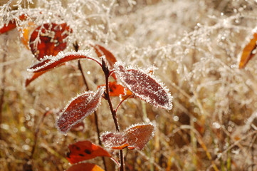 Little plants with red leaves covered with frost in autumn morning