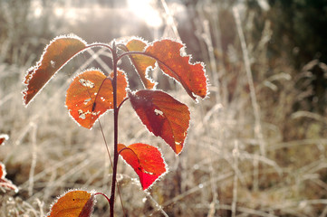 Little plants with red leaves covered with frost in autumn morning