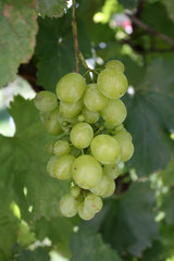 Green grape in the garden