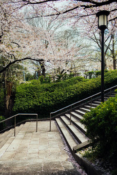 Ladder in the Japan Park
