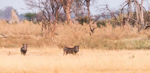 Fototapeta na wymiar Warthogs in the Okavango Delta