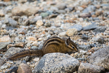 A cute chipmunk on the rocks in the Rocky Mountains