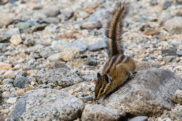 A cute chipmunk on the rocks in the Rocky Mountains