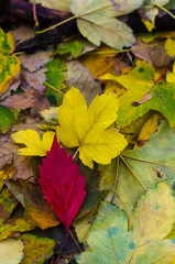 red autumn leaf on yellow leaves