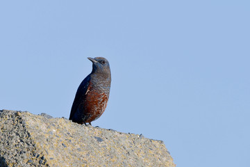 Obraz premium 野鳥 イソヒヨドリ(雄♂)