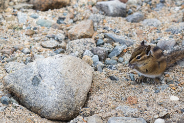 Cute and furry chipmank in the rocks munching food (Tamias striatus