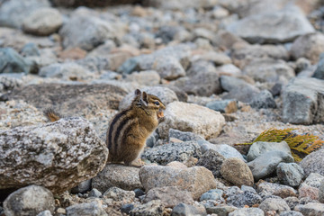 Eastern Chipmunk - Tamias striatus, sitting on a rock.