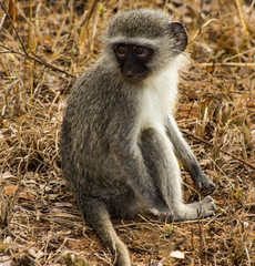 Baby monkey in Kruger national park