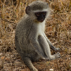 Baby monkey in Kruger national park