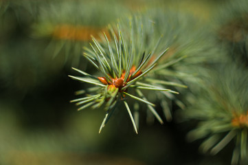 Green fluffy fir tree brunch close up