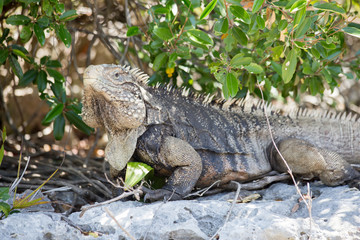 Big Iguana in natural environnement - Cuba