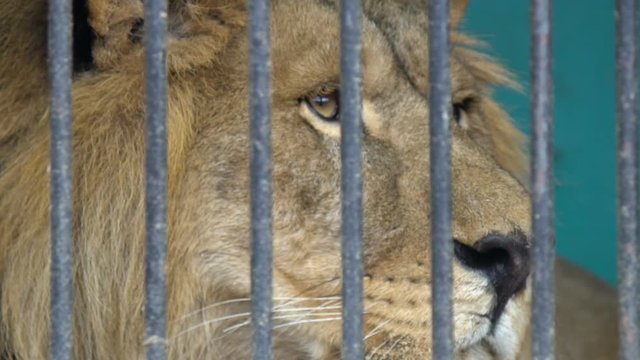 lion face in a cage, cruel captivity