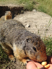 Columbian Ground Squirrel (Urocitellus columbianus) eating nuts and raisins from hand.