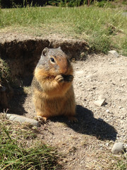 Columbian ground squirrel (Urocitellus columbianus)