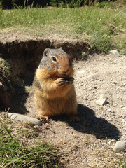Columbian ground squirrel (Urocitellus columbianus)