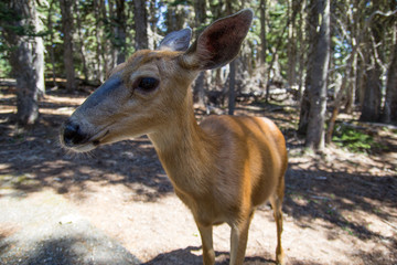A female deer close up to camera. Friendlu doe in Olympic National Park.