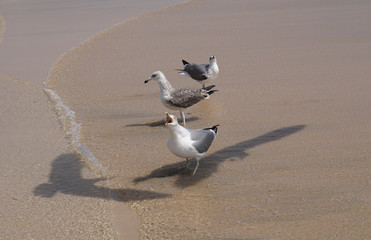 Ocean. Seagulls on the edge of the beach A lot of the sun. Birds near the water
