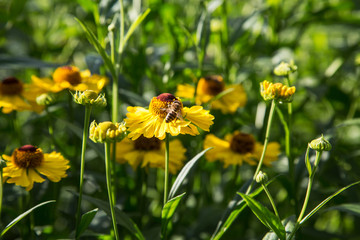 bee on a yellow flower close-up on a summer day