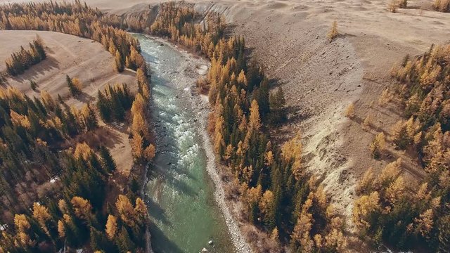 Autumn mountain landscape: a river with a rolling river flows along the mountainous terrain, yellowed trees on the shore. Altai, Siberia: natural landscape - mountains, river, autumn trees.