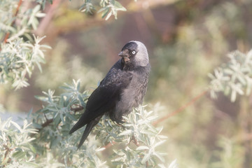 Western jackdaw