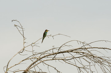 detail of  Merops apiaster