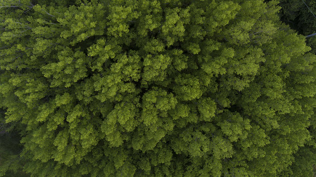 View of Treetops from Above © Judah