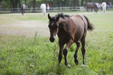 Fototapeta premium horses on the pasture