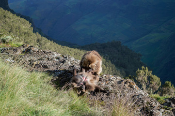 Group of Gelada Monkeys in the Simien Mountains, Ethiopia