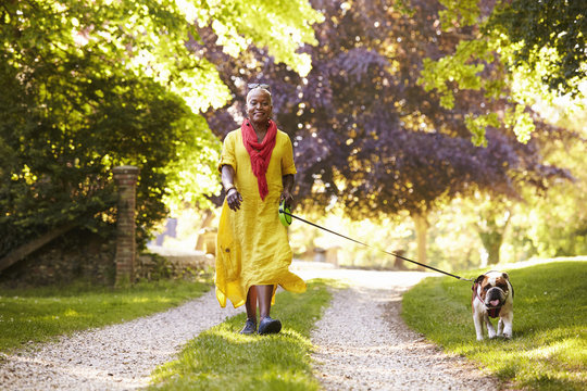 Portrait Of Senior Woman Walking Pet Bulldog In Countryside